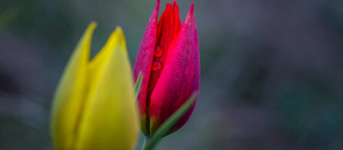 Цветение тюльпанов на озерах Эльтон и Баскунчак