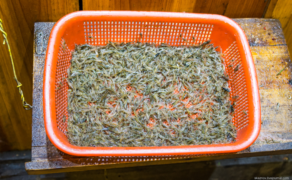 Речные рачки Речные рачки