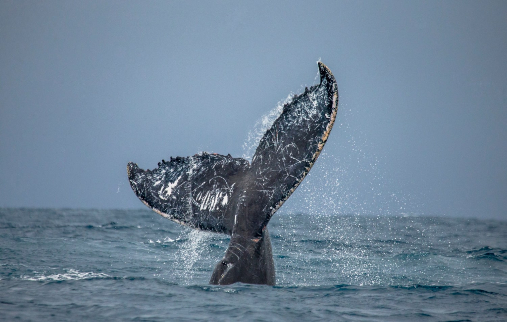 хвост кита в заливе у териберки