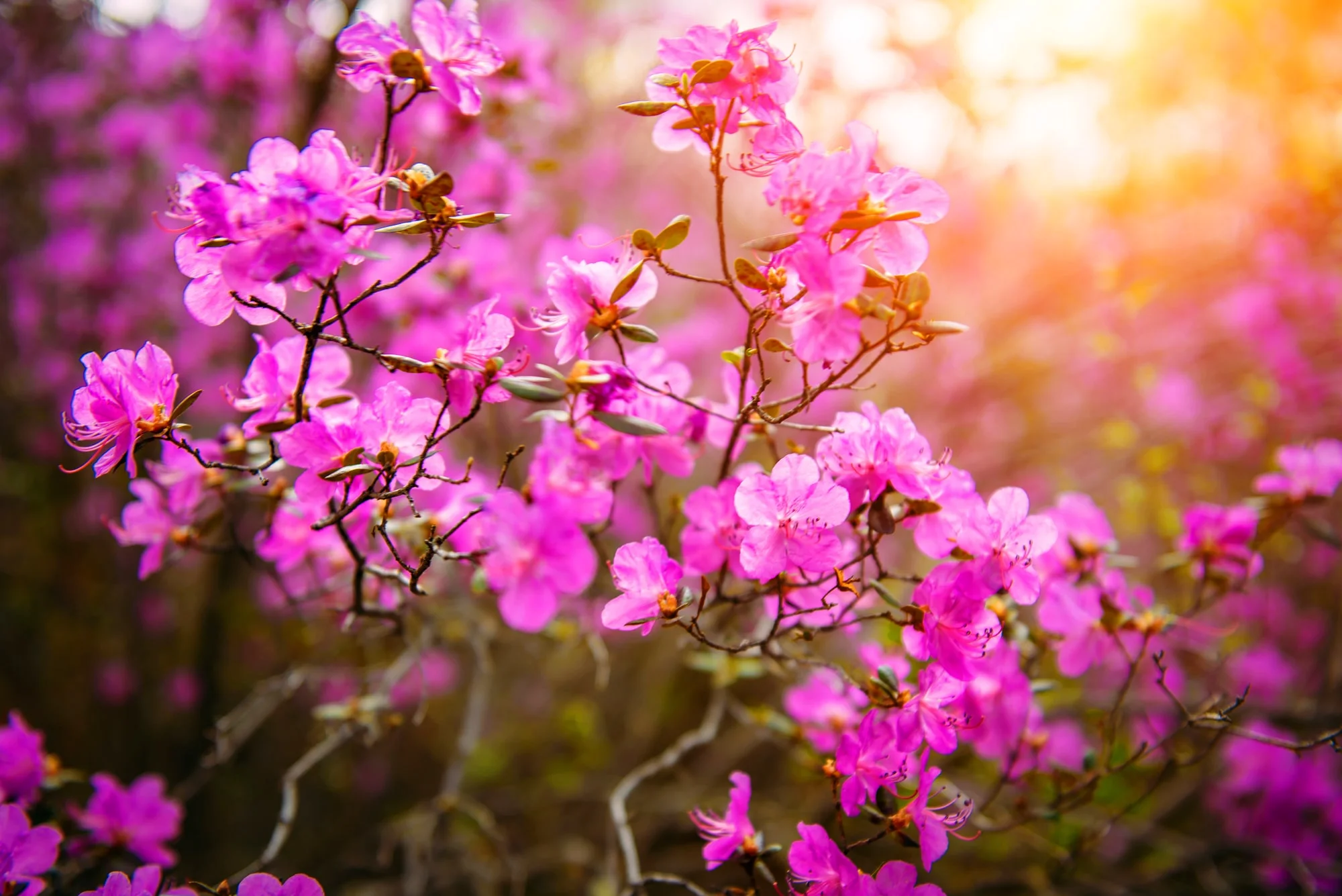 цветение маральника на Алтае